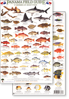 image of both sides of the Caribbean Reef Fish laminated field guide for Panama from Rainforest Publications