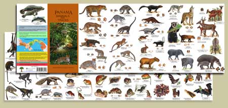 Panama mammals and tracks fold-out pocket guide laid flat