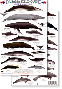 image of both sides of the Marine Mammal field guide for Panama from Rainforest Publications