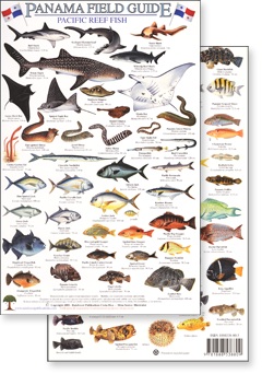 image of both sides of the Pacific Reef Fish field guide for Panama from Rainforest Publications