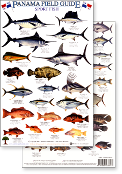 image of both sides of the Panama Sport Fish field guide for Panama from Rainforest Publications