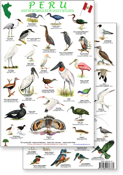 portion of Peru shore and wetland birds guide - click to view an enlargement of the field guide image in a popup window