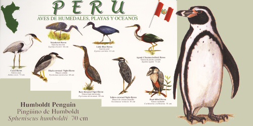 top part of 1 side of aves de humedales, playas y oceanos guide