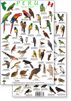 portion of Peru forest birds guide - click to view an enlargement of the field guide image in a popup window