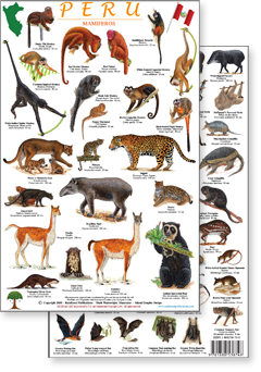 portion of Peru mammals guide - click to view an enlargement of the field guide image in a popup window