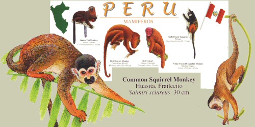 top part of 1 side of mammal guide