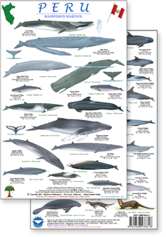 portion of Peru marine mammals guide - click to view an enlargement of the field guide image in a popup window