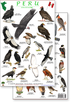 portion of Peru raptors guide - click to view an enlargement of the field guide image in a popup window