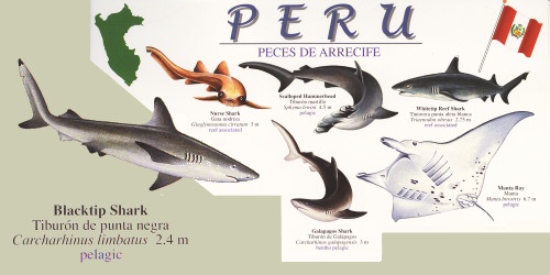 top part of 1 side of peces de arrecife guide